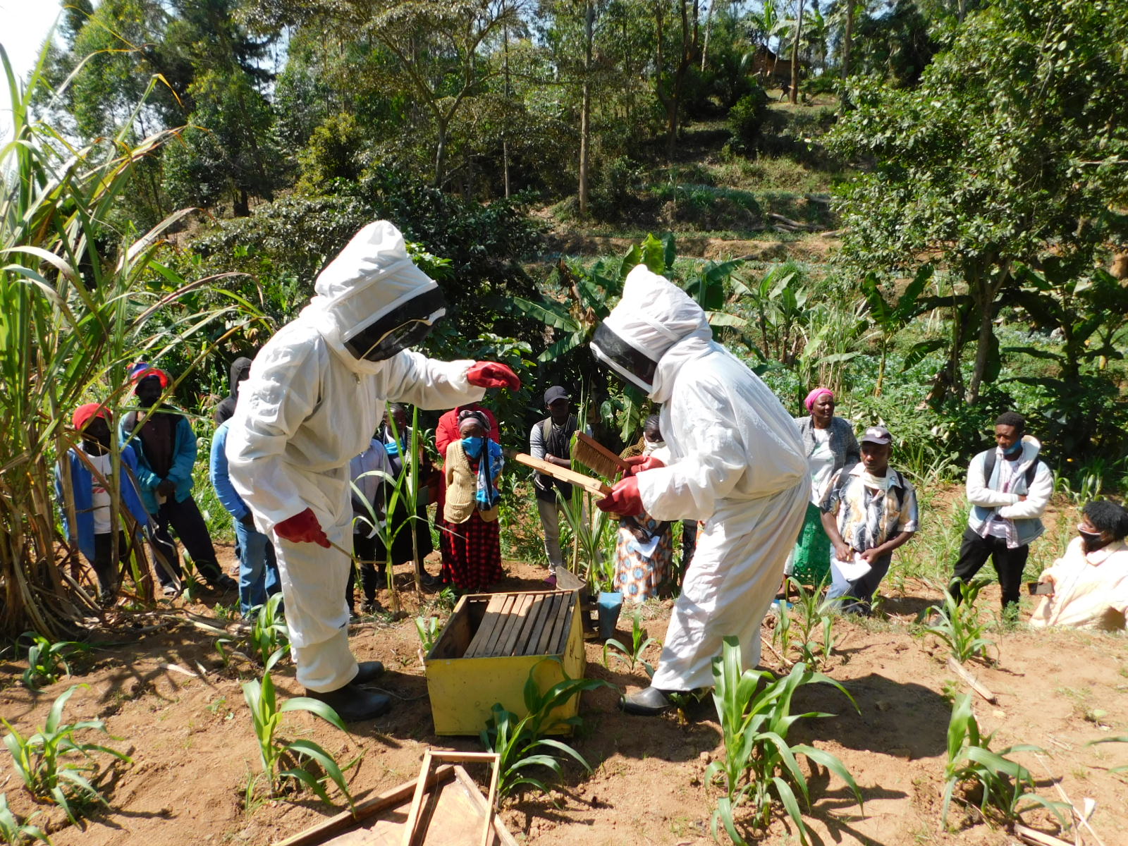 Bee keeping learning session in Wundanyi
